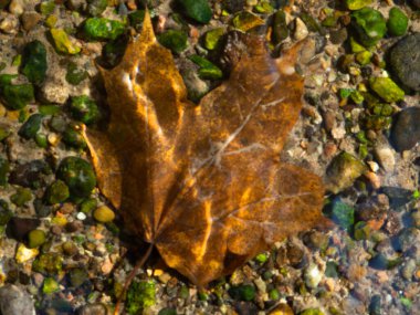 Temiz suda sarı akçaağaç yaprağı. Üstteki görüntünün fotoğrafı. Nehirdeki parlak renkli taşlar. sonbahar fotoğrafçılığı