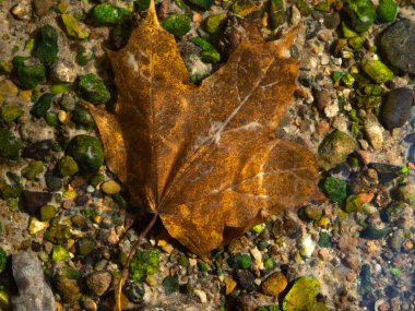 Temiz suda sarı akçaağaç yaprağı. Üstteki görüntünün fotoğrafı. Nehirdeki parlak renkli taşlar. sonbahar fotoğrafçılığı