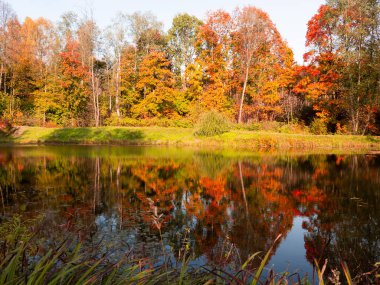 Göl kıyısındaki ağaçların üzerinde renkli yapraklar. Düşen yapraklarla birlikte doğanın sonbahar fotoğrafı. sonbahar parkı.