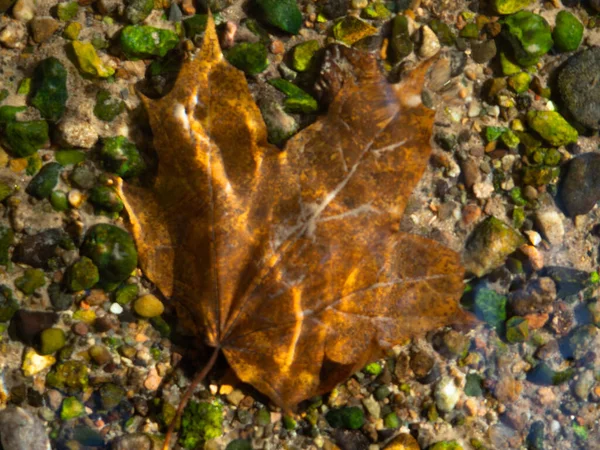 Temiz suda sarı akçaağaç yaprağı. Üstteki görüntünün fotoğrafı. Nehirdeki parlak renkli taşlar. sonbahar fotoğrafçılığı