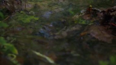 Ormandaki bir derede hızlı akıntı. Suya düşen yapraklar