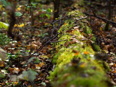 Yosun ile kaplanmış bir ağaç. Doğanın güzel bir resmi. Poster..