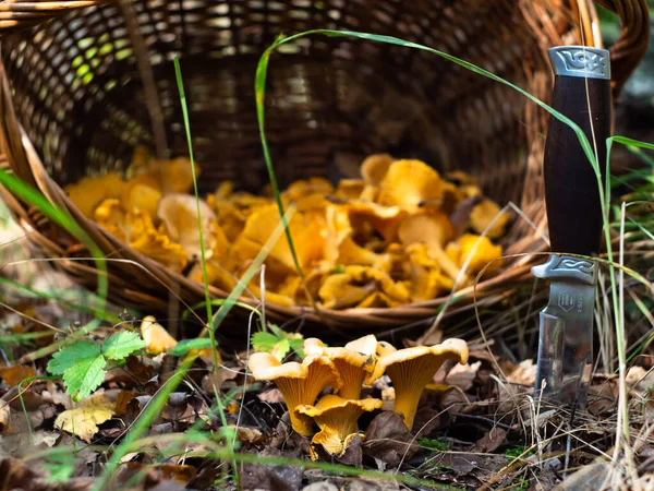 Chanterelle Mushrooms Clearing Forest Basket Search Mushrooms — Stock Photo, Image