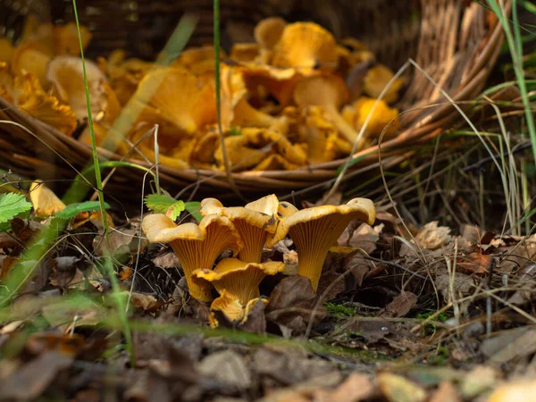 在森林里的一个空地上 用一篮蘑菇装饰着香菇 检查蘑菇 — 图库照片