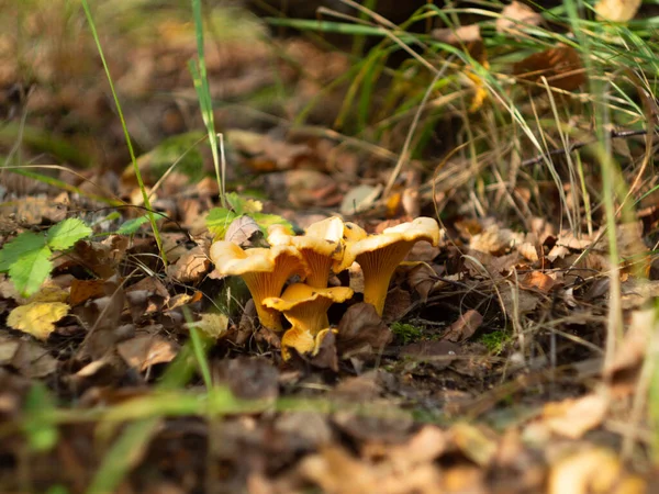 Família Chanterelles Uma Clareira Floresta Apanha Cogumelos — Fotografia de Stock