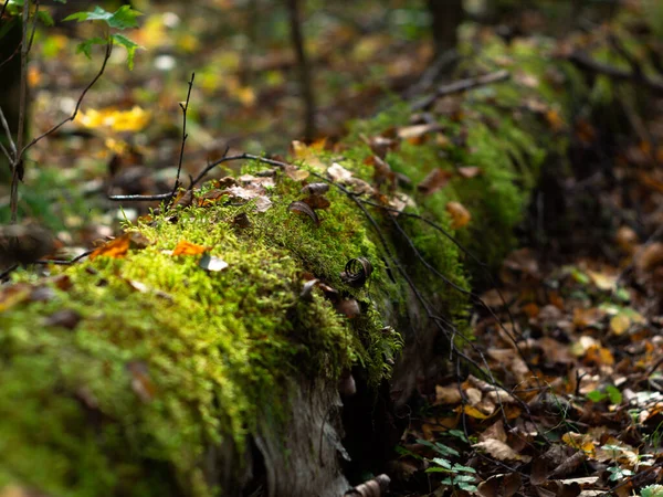 Yosun ile kaplanmış bir ağaç. Doğanın güzel bir resmi. Poster..