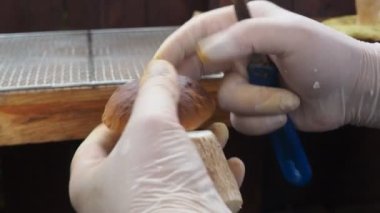 Eldivenli eller bir mantarı temizliyor.