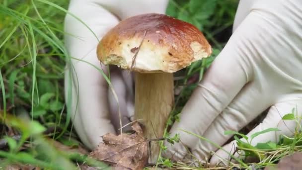 Handskar plockar en vit svamp i skogen. sök svamp i sommarskogen — Stockvideo