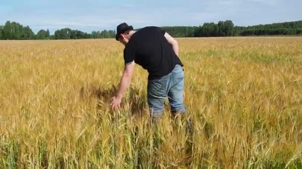 Egy farmer sétál a sárguló árpa mezőn. a kilátás hátulról. a kéz a fül fölött mozog. — Stock videók