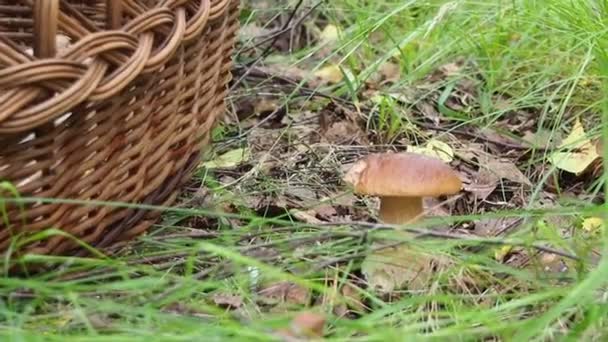 Porcini mushrooms in a clearing in the forest. wicker basket for mushrooms — Stock Video
