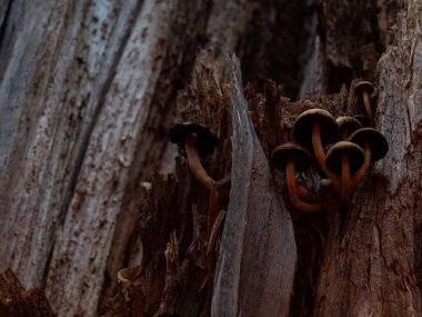Çürüyen bir ağaçta büyüyen halüsinojenik mantarlar. Kasvetli fotoğraf.