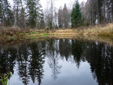 Sakin sulardaki sonbahar kozalaklı ormanın yansımaları. Ruhun huzurunun simgesi..