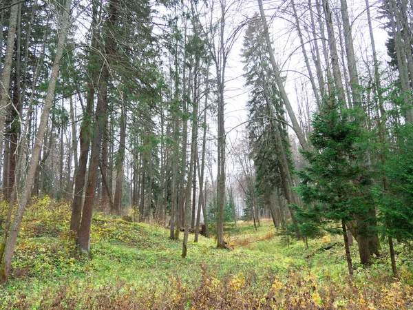 Landskap Höst Igenväxt Skog — Stockfoto