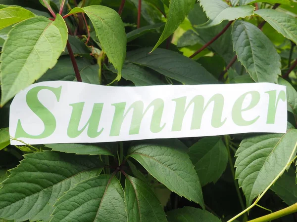Beschriftungstext Sommer Auf Papier Auf Grünem Guss — Stockfoto
