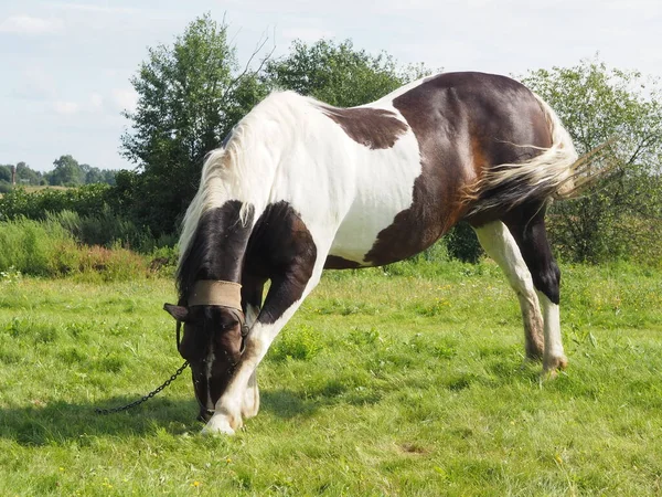 Cheval Attaché Pour Une Promenade Dans Champ Agriculture — Photo