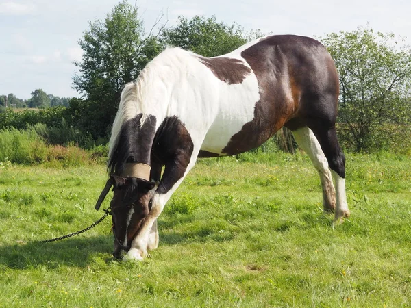 Angebunden Pferd Für Einen Spaziergang Auf Dem Feld Landwirtschaft — Stockfoto