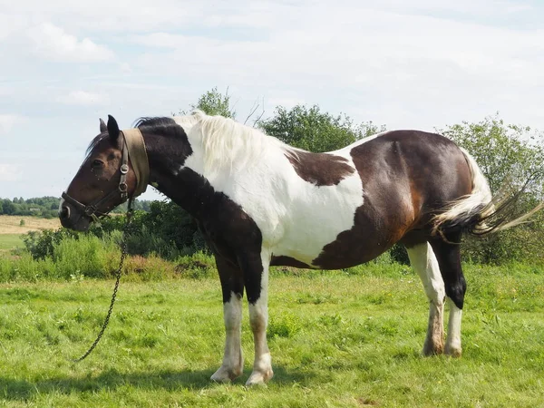 Tied Horse Walk Field Farming — Stock Photo, Image