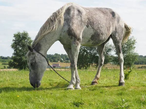 Gray Horse Walking Field Farming — Stock Photo, Image