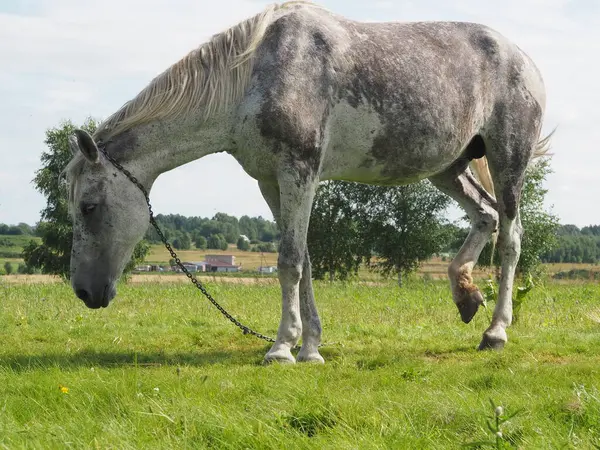 Grijze Paard Loopt Het Veld Landbouw — Stockfoto