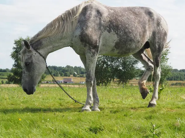 フィールドを灰色の馬歩く — ストック写真