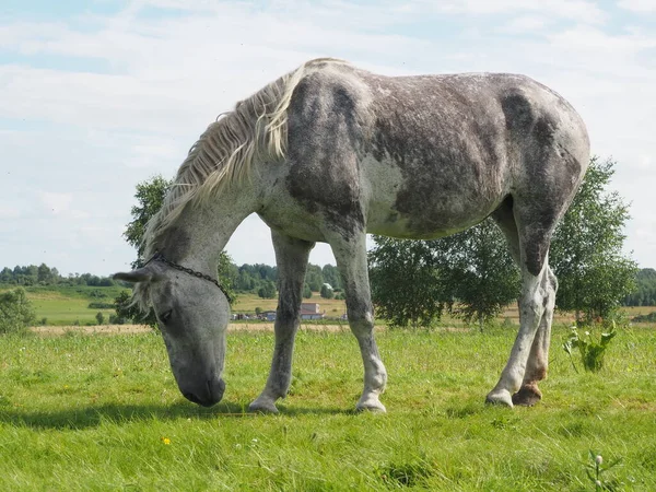 Grijze Paard Loopt Het Veld Landbouw — Stockfoto