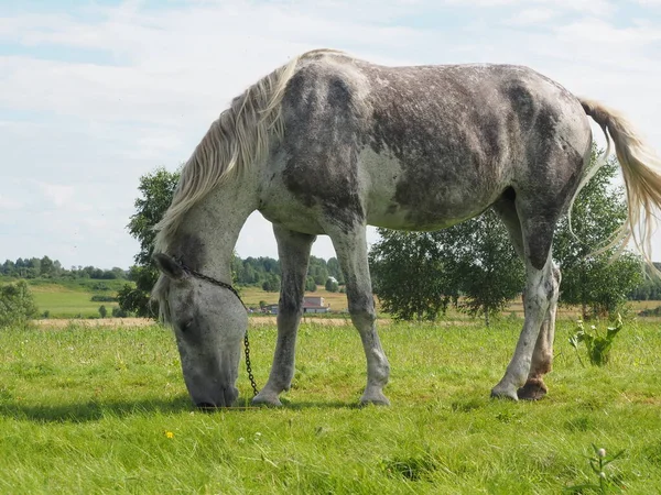 フィールドを灰色の馬歩く — ストック写真