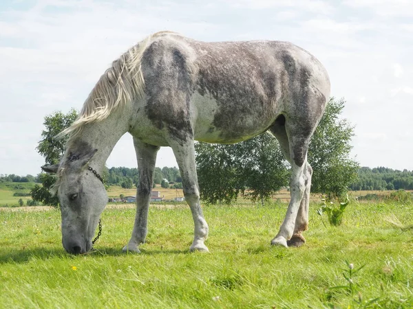 フィールドを灰色の馬歩く — ストック写真