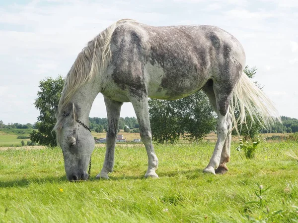 Grijze Paard Loopt Het Veld Landbouw — Stockfoto