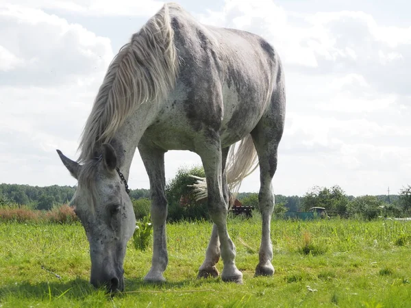 フィールドを灰色の馬歩く — ストック写真