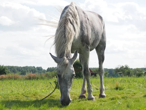 フィールドを灰色の馬歩く — ストック写真