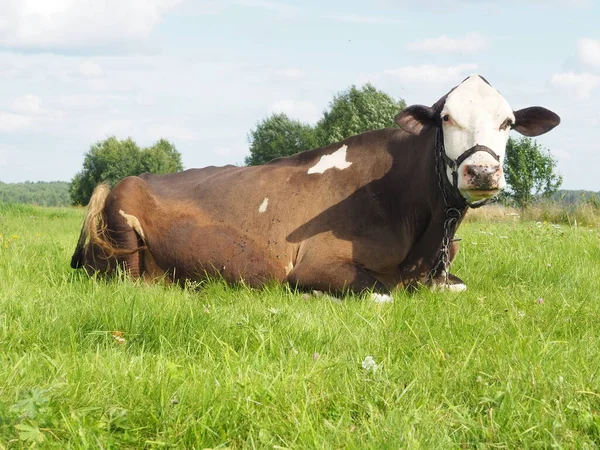 Vaca Leiteira Grande Andando Campo Agricultura — Fotografia de Stock