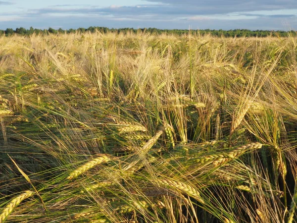 Spighe Orzo Nel Campo Contadino Coltura Dell Orzo Maturazione — Foto Stock