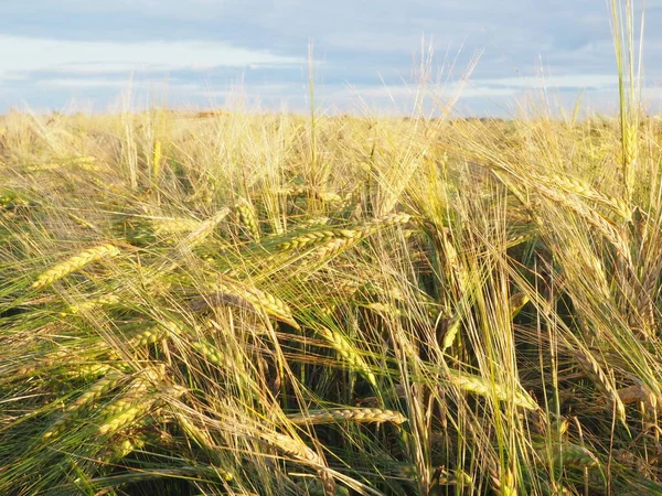 Spighe Orzo Nel Campo Contadino Coltura Dell Orzo Maturazione — Foto Stock