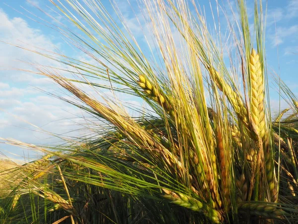 Spighe Orzo Nel Campo Contadino Coltura Dell Orzo Maturazione — Foto Stock