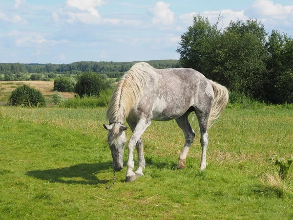 フィールドで散歩のために馬を結びました — ストック写真