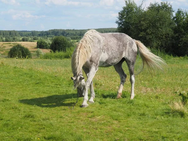 Angebunden Pferd Für Einen Spaziergang Auf Dem Feld Landwirtschaft — Stockfoto