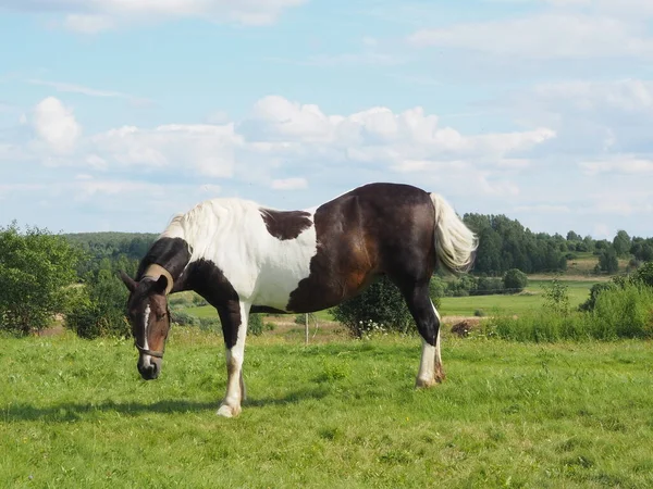 Привязанная Лошадь Прогулки Полю Сельское Хозяйство — стоковое фото