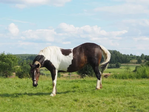 フィールドで散歩のために馬を結びました — ストック写真