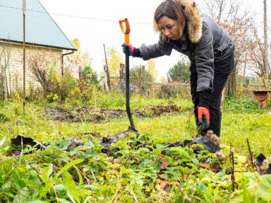 Bir kadın çilekten bir yatak kazıyor. Bahçede kürek çekiyordum. sonbahar.