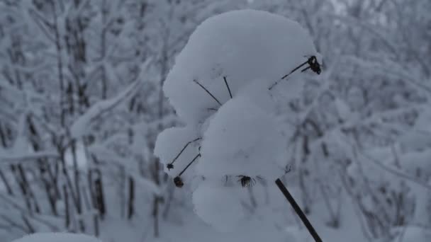 Branches d'arbres enneigées sous la neige dans la forêt d'hiver — Video