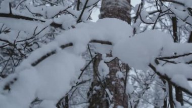 Kış ormanlarında karla kaplı ağaç dalları