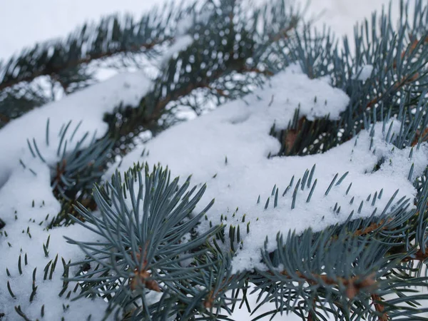 Branches Pin Épineux Dans Neige Fraîche Chutes Neige Dans Parc — Photo