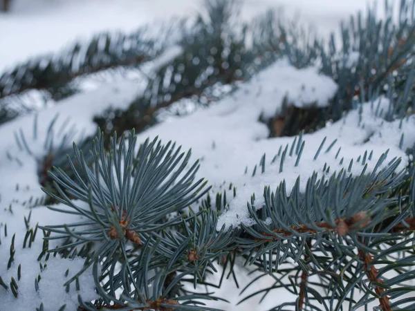 Branches Pin Épineux Dans Neige Fraîche Chutes Neige Dans Parc — Photo