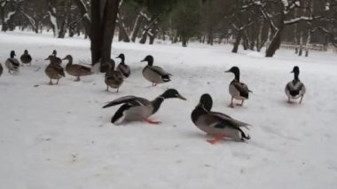 Parktaki karda ördekler ve drenler. İki Drake arasındaki bir kavga. Rakibini gagasıyla ısırır.