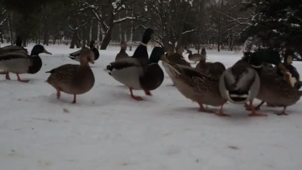 Wild ducks and drakes in the snow in the park. feeding wild animals — Stock Video