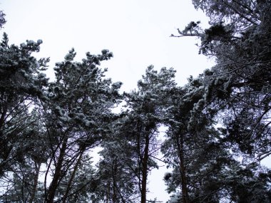 Gökyüzüne karşı karda yeşil çam dalları. Kar Ormanı