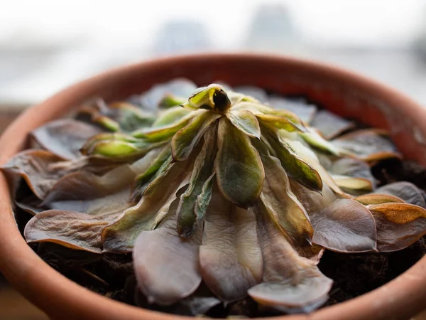 Tencerede solmuş sulu bir şey. Yan görünüş. Ölmekte olan bir bitki.