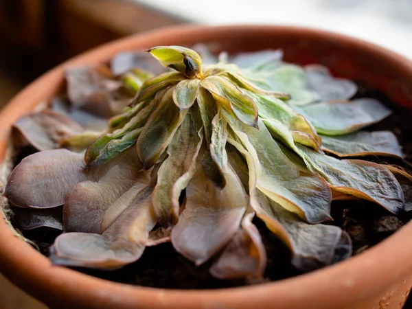 Tencerede solmuş sulu bir şey. Üst Manzara. Ölmekte olan ev çiçeği