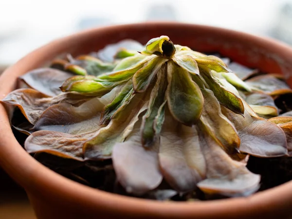 Tencerede solmuş sulu bir şey. Üst Manzara. Çürüyen ev çiçeği