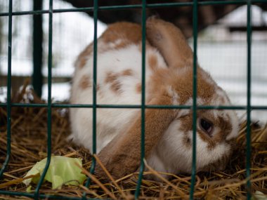 Kafeste beyaz ve kahverengi bir tavşan. Büyük kulaklı şirin küçük bir yüz..